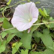 ヒメ日記 2025/05/13 09:42 投稿 紗由 モアグループ所沢人妻城