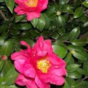 ヒメ日記 2026/01/06 02:01 投稿 愛子(あいこ) 黒薔薇