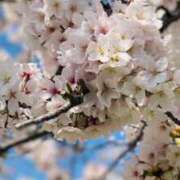 ヒメ日記 2025/03/28 12:03 投稿 ゆずき 快楽夫人