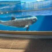 ゆうき まだ眠い😪 横浜風俗 横浜いきなりビンビン伝説