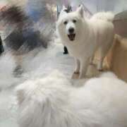 ヒメ日記 2025/03/19 09:39 投稿 桜井 ひなた カサノヴァ