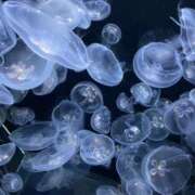 ヒメ日記 2025/03/21 09:25 投稿 桜井 ひなた カサノヴァ