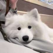 ヒメ日記 2025/03/22 12:30 投稿 桜井 ひなた カサノヴァ