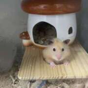 ヒメ日記 2025/03/28 09:11 投稿 桜井 ひなた カサノヴァ