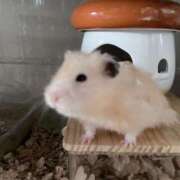 ヒメ日記 2025/04/03 10:59 投稿 桜井 ひなた カサノヴァ