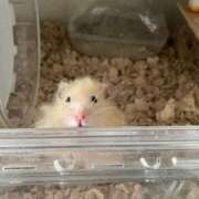 ヒメ日記 2025/04/11 08:09 投稿 桜井 ひなた カサノヴァ