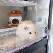 ヒメ日記 2025/04/12 08:59 投稿 桜井 ひなた カサノヴァ