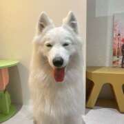 ヒメ日記 2025/04/21 09:46 投稿 桜井 ひなた カサノヴァ