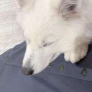 ヒメ日記 2025/04/21 19:39 投稿 桜井 ひなた カサノヴァ