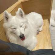 ヒメ日記 2025/05/22 06:59 投稿 桜井 ひなた カサノヴァ