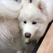 ヒメ日記 2025/06/02 08:19 投稿 桜井 ひなた カサノヴァ