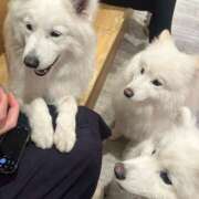 ヒメ日記 2025/06/06 13:46 投稿 桜井 ひなた カサノヴァ