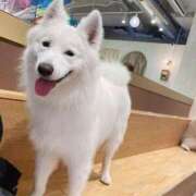 ヒメ日記 2025/06/12 17:08 投稿 桜井 ひなた カサノヴァ