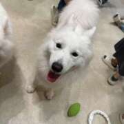 ヒメ日記 2025/07/04 09:09 投稿 桜井 ひなた カサノヴァ