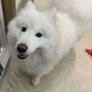 ヒメ日記 2025/07/30 10:33 投稿 桜井 ひなた カサノヴァ