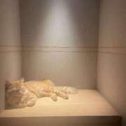 ヒメ日記 2025/08/05 10:21 投稿 桜井 ひなた カサノヴァ