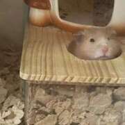 ヒメ日記 2025/08/21 17:39 投稿 桜井 ひなた カサノヴァ