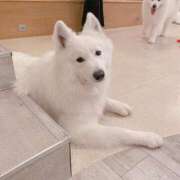 ヒメ日記 2025/09/08 11:59 投稿 桜井 ひなた カサノヴァ