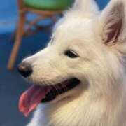 ヒメ日記 2025/09/27 22:49 投稿 桜井 ひなた カサノヴァ