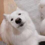 ヒメ日記 2025/10/03 10:59 投稿 桜井 ひなた カサノヴァ