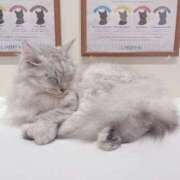 ヒメ日記 2025/10/22 17:29 投稿 桜井 ひなた カサノヴァ