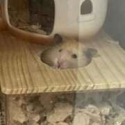 ヒメ日記 2025/10/28 11:20 投稿 桜井 ひなた カサノヴァ