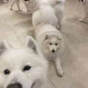 ヒメ日記 2025/11/06 08:09 投稿 桜井 ひなた カサノヴァ