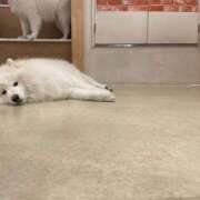 ヒメ日記 2025/11/13 11:39 投稿 桜井 ひなた カサノヴァ