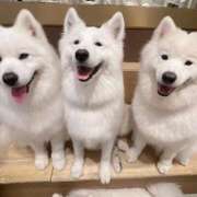 ヒメ日記 2025/11/27 10:09 投稿 桜井 ひなた カサノヴァ