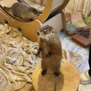 桜井 ひなた (*.  ̫ .* )⸝♡ カサノヴァ