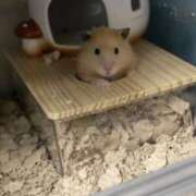 桜井 ひなた (՞ . .՞)੭ カサノヴァ