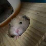 ヒメ日記 2026/03/21 12:21 投稿 桜井 ひなた カサノヴァ