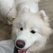 ヒメ日記 2026/03/25 17:49 投稿 桜井 ひなた カサノヴァ