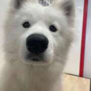 ヒメ日記 2026/04/17 11:29 投稿 桜井 ひなた カサノヴァ