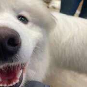 桜井 ひなた ᜊ•ᴗ•ᜊ カサノヴァ