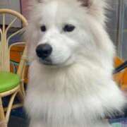 ヒメ日記 2026/04/23 12:09 投稿 桜井 ひなた カサノヴァ