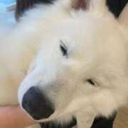 ヒメ日記 2026/06/22 21:39 投稿 桜井 ひなた カサノヴァ