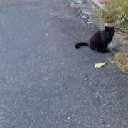 さな 出勤のお知らせだよ〜? 横浜シンデレラ（シンデレラグループ）