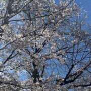 ヒメ日記 2025/04/11 08:48 投稿 小松あまね ウルトラロイヤル