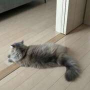 ヒメ日記 2025/07/03 21:28 投稿 小松あまね ウルトラロイヤル