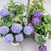 ヒメ日記 2025/06/22 19:28 投稿 新人ゆうき34歳 夫を卒業する人妻たち