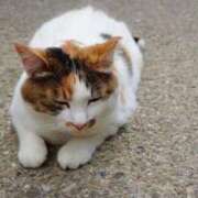 ヒメ日記 2025/07/29 16:36 投稿 新人ゆうき34歳 夫を卒業する人妻たち