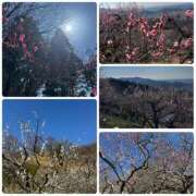 ヒメ日記 2026/03/12 16:46 投稿 新人ゆうき34歳 夫を卒業する人妻たち