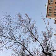 ヒメ日記 2025/03/25 15:25 投稿 まや キスMy