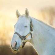 ヒメ日記 2025/12/07 10:17 投稿 もも ふわふわコレクション川越店