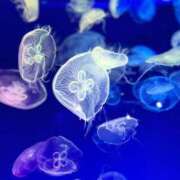 ヒメ日記 2025/06/02 21:30 投稿 ここあ SPIN(スピン)