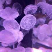 ヒメ日記 2025/09/09 21:51 投稿 ここあ SPIN(スピン)