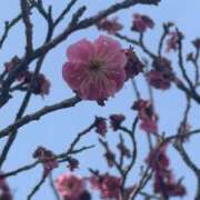 ヒメ日記 2025/03/14 10:42 投稿 みい モアグループ 土浦人妻花壇