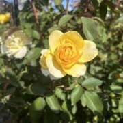 ヒメ日記 2025/03/15 21:33 投稿 みい モアグループ 土浦人妻花壇