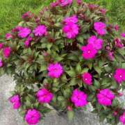 ヒメ日記 2025/03/16 17:36 投稿 みい モアグループ 土浦人妻花壇